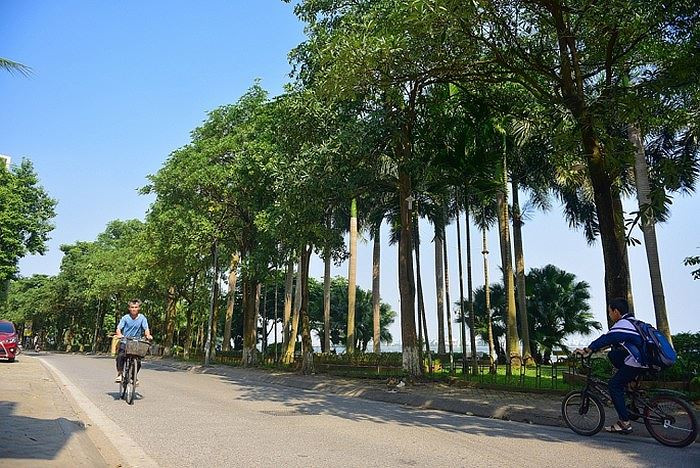 Hoa sữa trồng khá dầy trên phố Trích Sài (Tây Hồ).