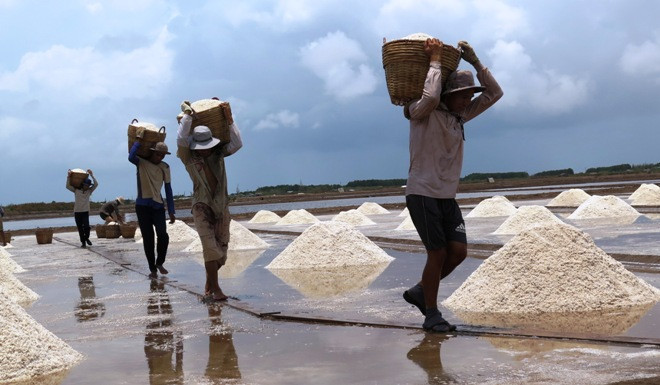 Cật lực thu hoạch muối