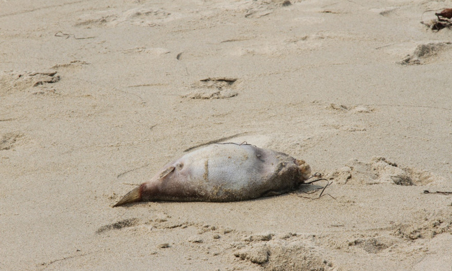 Đà Nẵng đã tiến hành lấy mẫu nước vùng xuất hiện cá chết gửi đi kiểm nghiệm.