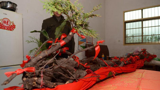 Củ hà thủ ô được trưng bày trong nhà ông Thi. Ảnh: China News.