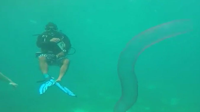 Tận thấy 'kỳ lân đại dương' vô cùng hiếm có