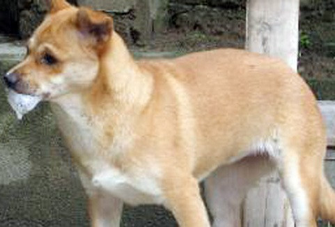 Nạn chó dại ở nhiều địa phương đang ở mức đáng lo ngại.