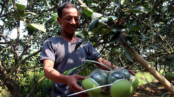 Chùm bưởi hồ lô 4 quả trên cùng một cuống có giá trên 10 triệu đồng. Ảnh: Hoàng Trường.