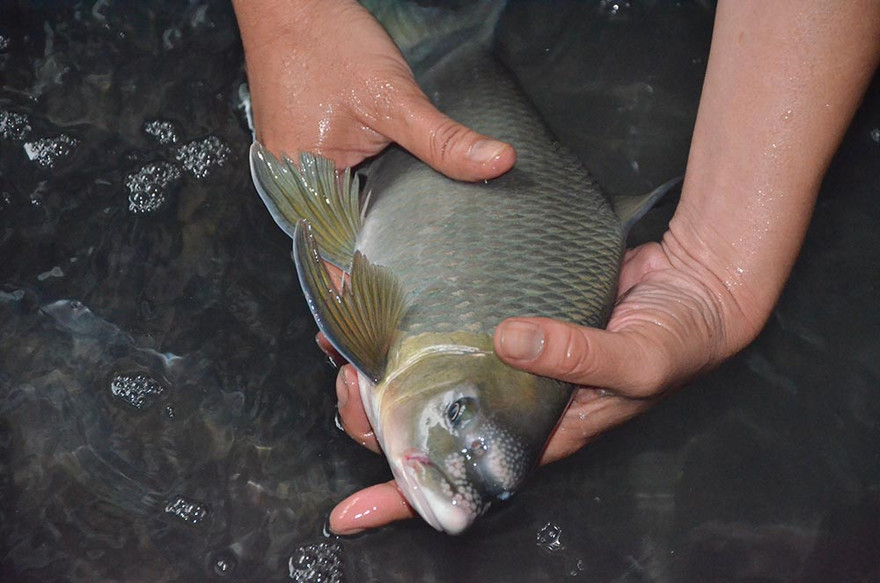 Cá Anh Vũ trên thị trường có rất nhiều loại từ các vùng khác nhau vì thế giá cả cũng chênh lệch. Trong anh là cá Anh Vũ sống được vận chuyển từ trong Tây Nguyên ra Hà Nội. Ảnh: Thanh Hà.