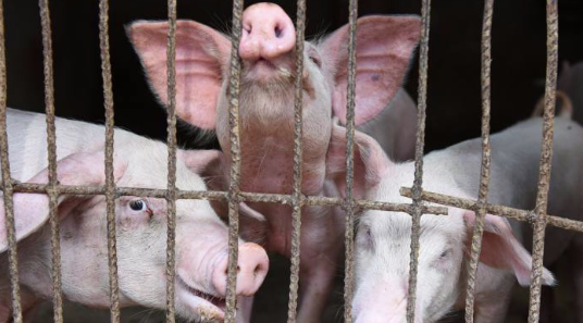 Trung Quốc vật lộn với cuộc khủng hoảng thiếu thịt lợn