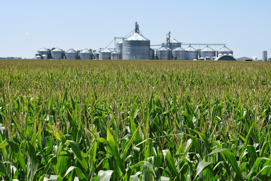 Một cánh đồng ngô ở Mỹ. (Ảnh: Reuters)