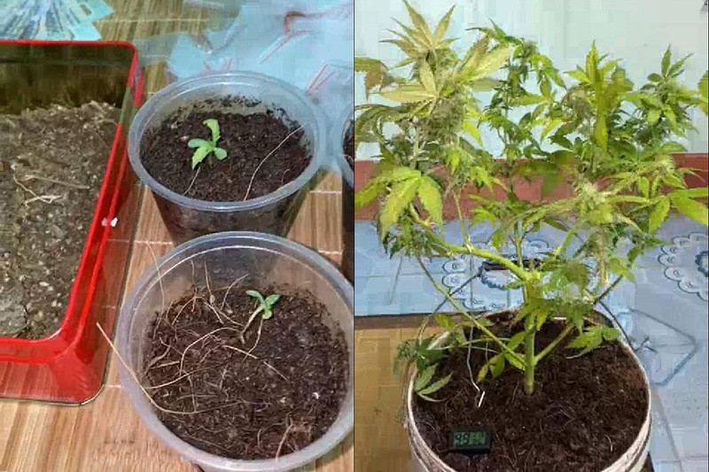 Cần sa có quan chức năng phát hiện thu giữ. Ảnh công an Hưng Yên