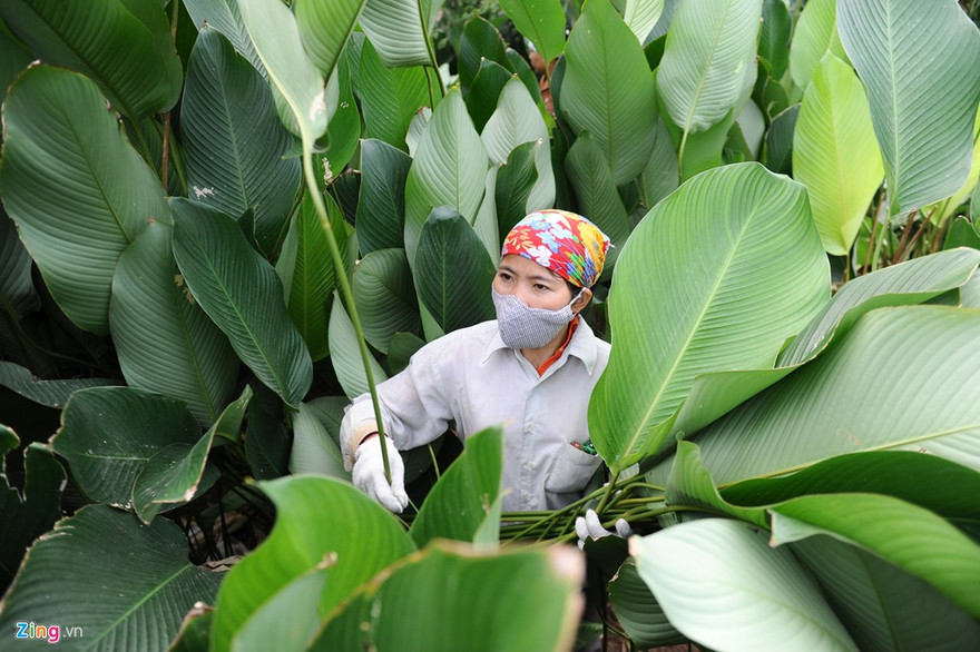 Làng Tràng Cát, xã Kim An, huyện Thanh Oai, Hà Nội nổi tiếng với nghề trồng lá dong gói bánh chưng đã 600 năm qua