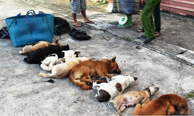 Các con chó đã bị chết, nghi phạm khai là chở thuê. Ảnh M.A