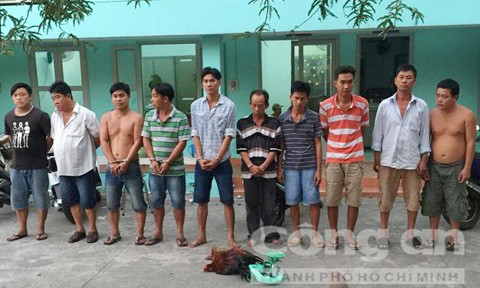 Các đối tượng tham gia đá gà bị cơ quan công an tạm giữ