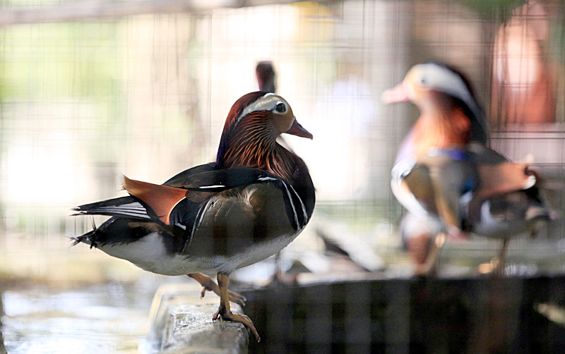 Đàn vịt uyên ương được anh Giáp nuôi cách đây 7 năm. Theo anh Giáp, ban đầu anh chỉ có một đôi vịt uyên ương do một người bạn mang từ Nga về. Anh đã dùng khá nhiều chim trĩ để đổi cho bạn lấy đôi vịt uyên ương dù thời điểm đó, giá chim trĩ khá đắt. Được c