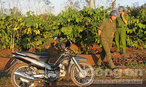 Khu vực rẫy cà phê vắng, nơi ông Đ. ham của lạ và bị dàn cảnh lấy sạch tiền