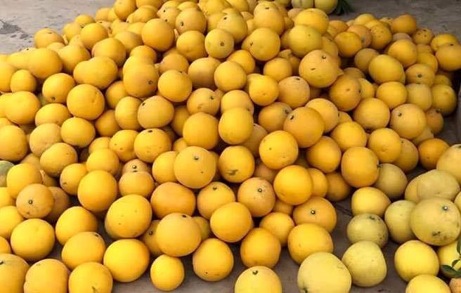 Hiện tại, bưởi Diễn đang được rao bán dao động từ 35-65 nghìn đồng/quả, tuỳ thuộc vào từng loại, kích cỡ và mẫu mã