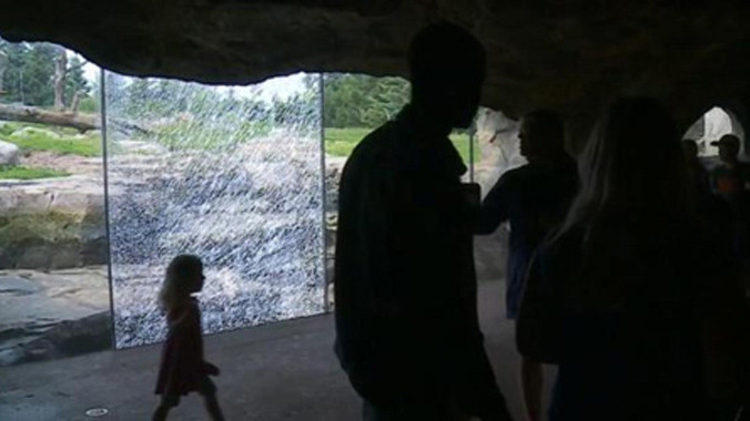 Tấm kính rạn nứt sau khi con gấu dùng đá đập vào cửa kính nhiều lần. Ảnh: Huffington Post.