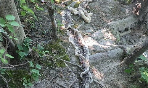 Một người dân phát hiện bộ da trăn lột trong công viên Riverbank. Ảnh: Facebook.