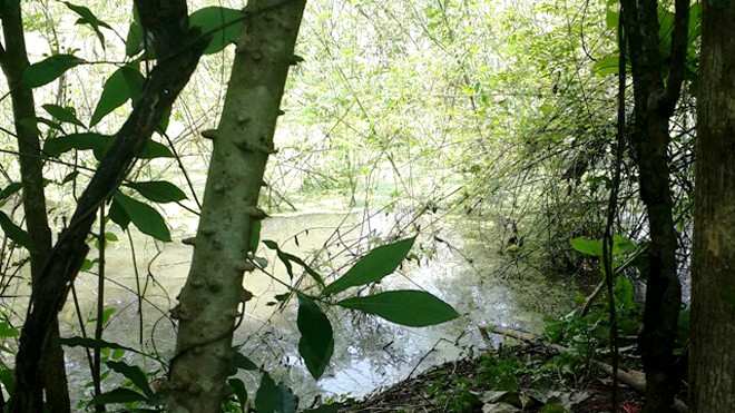 Hiện trường ao sau nhà nơi phát hiện thi thể của nạn nhân