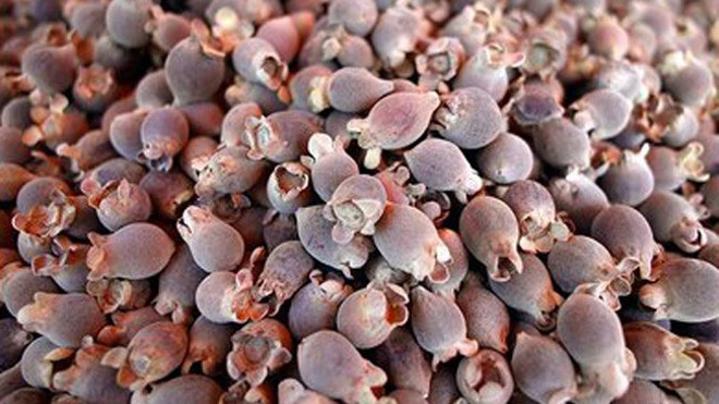 Mua tại đảo, giá sim Phú Quốc là 50.000 đồng/kg, nhưng khi về đến Hà Nội, loại quả này được bán với mức 100.000 - 120.000 đồng/kg