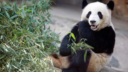 Sau bạch tuộc Paul, đến lượt gấu Panda dự đoán 