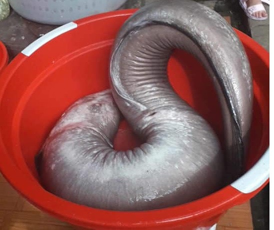 Con cá chình nặng 17 kg, được cho là "khủng" nhất từ trước đến nay. Ảnh: H.C