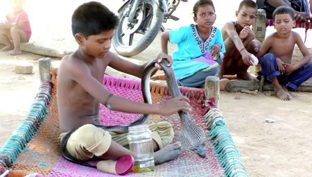 Cậu bé Devesh Adivasi gây kinh ngạc khi có những người bạn rắn thân thiết
