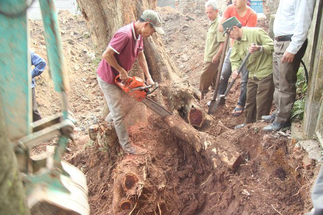 Người dân chặt hạ cây gỗ sưa 130 năm tuổi ở Phụ Chính