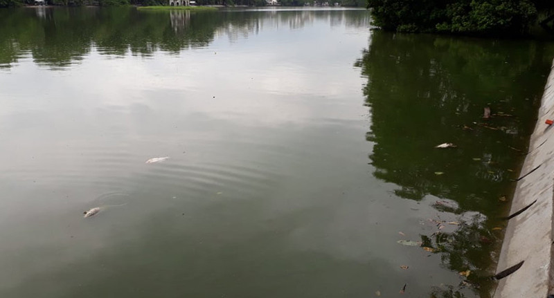 Một số con cá chết nổi ở hồ Gươm sáng nay, 22/8. Ảnh: PV