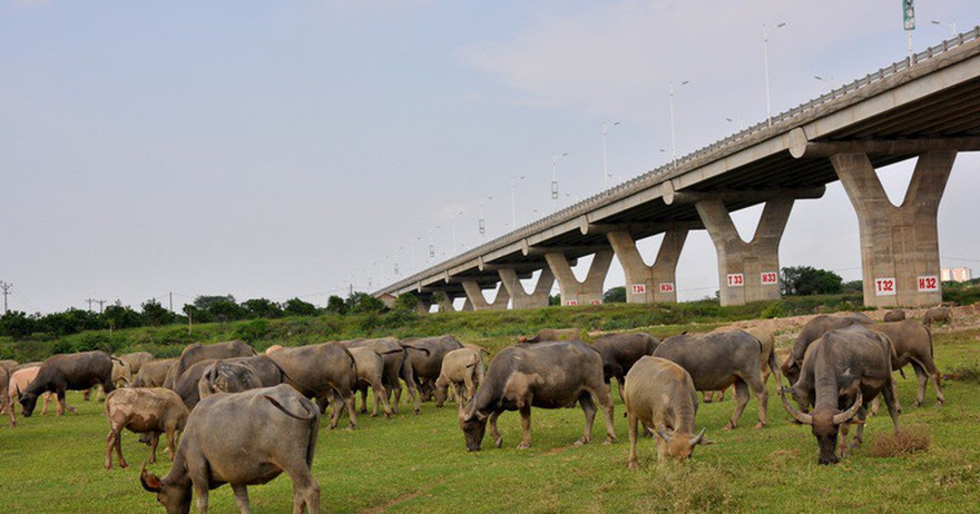 Theo Nghị quyết, sẽ không còn được chăn thả trâu ở chân cầu Vĩnh Tuy