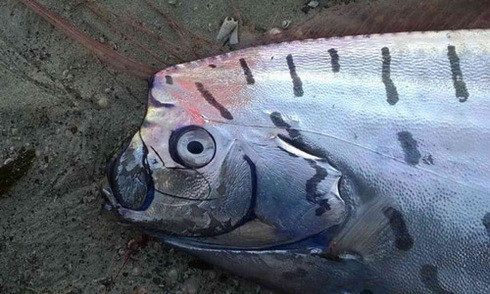 Phát hiện 'quái vật biển' ở New Zealand