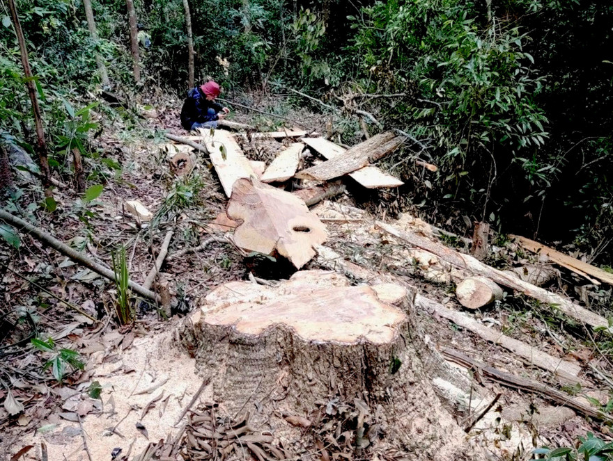 Hiện trường vụ khai thác lâm sản trái phép