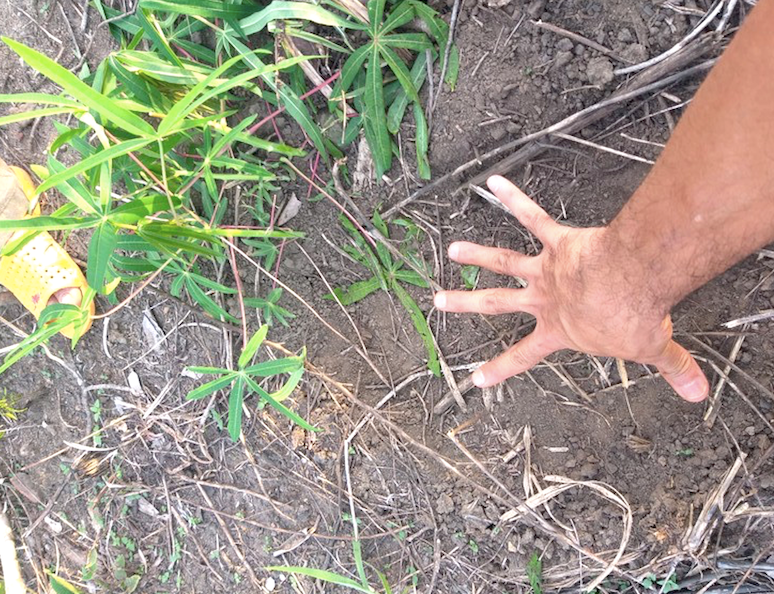 Dấu chân khổng lồ của một con voi để lại tại rẫy mì của người dân