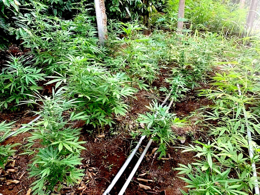 Những cây cần sa được Phát trồng trong vườn