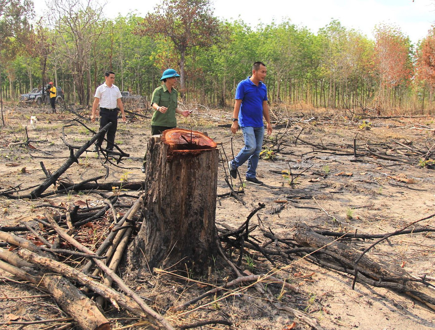 Hiện trường phá rừng ở xã Ia Mơ
