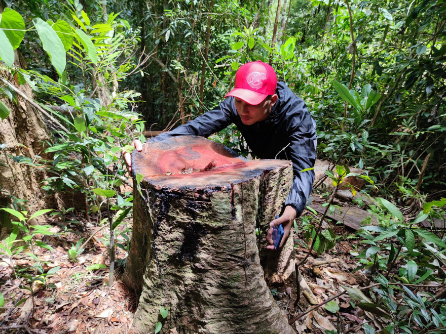 Hiện trường vụ khai thác lâm sản trái phép