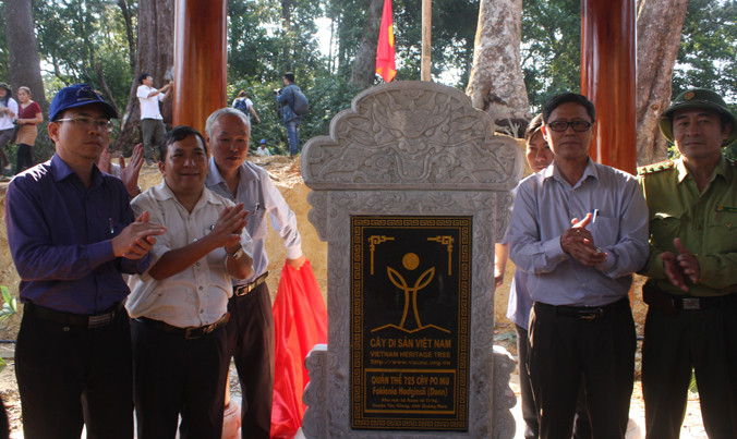 Gắn biển rừng cây di sản đối với quần thể rừng Pơ mu quý hiếm.