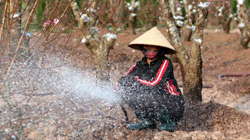 Dự thi ảnh: Xuân về trên vườn đào Tết