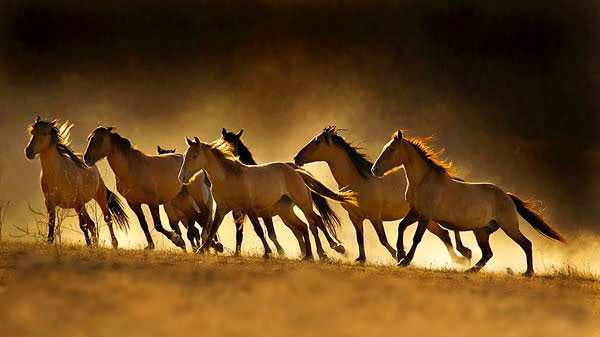 Năm Ngựa đến ta chúc nhau hạnh phúc