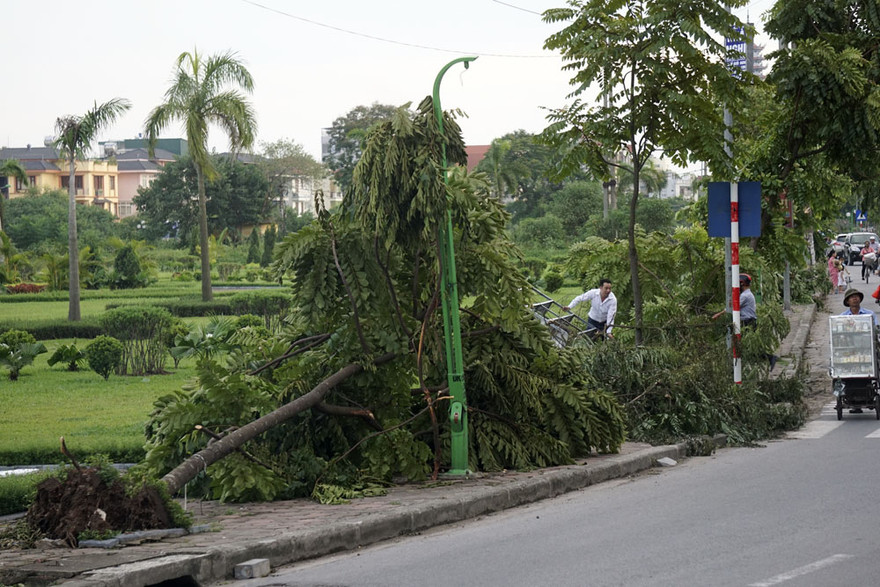 Hàng cây lát đổ la liệt bắt đầu từ đường vành đai 3 kéo dài đến cầu Tó, suốt 2,5km dọc sông Tô Lịch