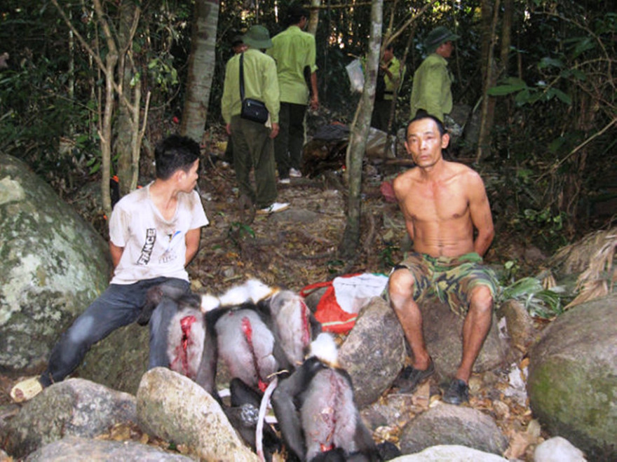 Kiểm lâm Núi chúa bắt giữ một vụ săn bắt voọc tại rừng Núi chúa. Ảnh do Kiểm lâm Núi chúa cung cấp