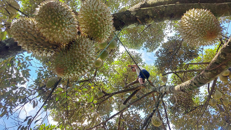 Thợ hái sầu riêng cheo leo trên đỉnh cây