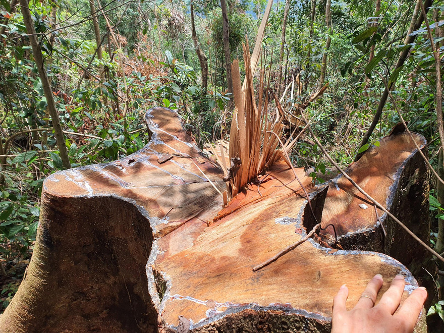 Gỗ cổ thụ bị xẻ thịt không thương tiếc