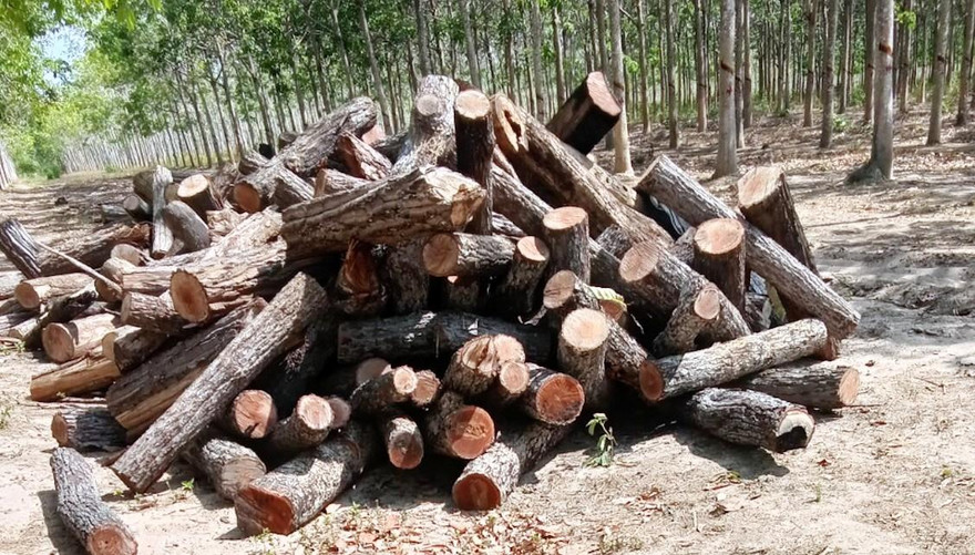 Gỗ dầu bị khai thác tại huyện Chư Prông