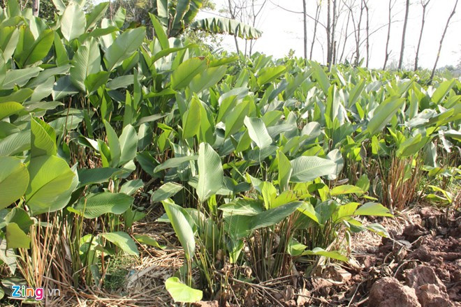 Nhiều vườn dong tại Tràng Cát bị chết do nắng nóng. Ảnh: Ngọc Lan