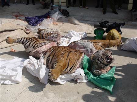 Cá thể hổ đông lạnh mà cơ quan chức năng thu giữ