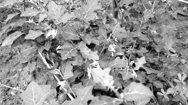 Cây Cà gai leo là dược liệu đã được nghiên cứu kỹ lưỡng tại Viện dược liệu Trung ương và được chứng minh có tác dụng ức chế vi rút gây viêm gan B