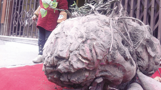 Đổ xô đi xem củ khoai lang nặng nửa tạ