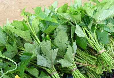 Giảm đường huyết với rau lang dân dã 