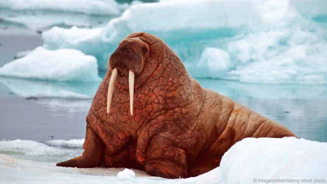 Hải mã, hay còn gọi là con moóc, có lượng chất béo lớn. Trong lớp động vật chân màng, hải cẩu và hải mã có thể xem là những ứng cử viên cho danh hiệu động vật béo nhất thế giới. Cơ thể chúng 18% là mỡ và 44% là cơ. Những con non mới cai sữa có thể đạt tỉ 