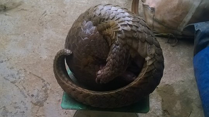 1 cá thể tê tê được lực lượng kiểm lâm thu giữ trong vụ việc.