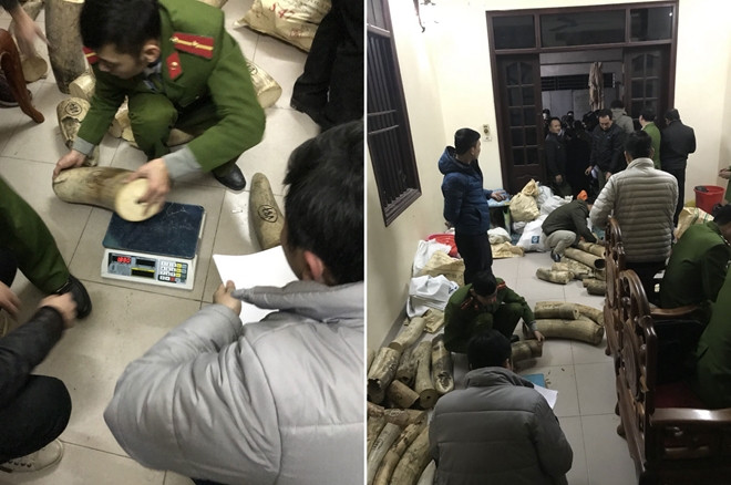 Lực lượng chức năng kiểm tra số ngà voi thu giữ