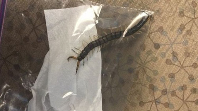 Con rết nhiều chân dài tới hơn 10 cm trong tai cậu bé Grant Botti. Ảnh: Nydailynews.